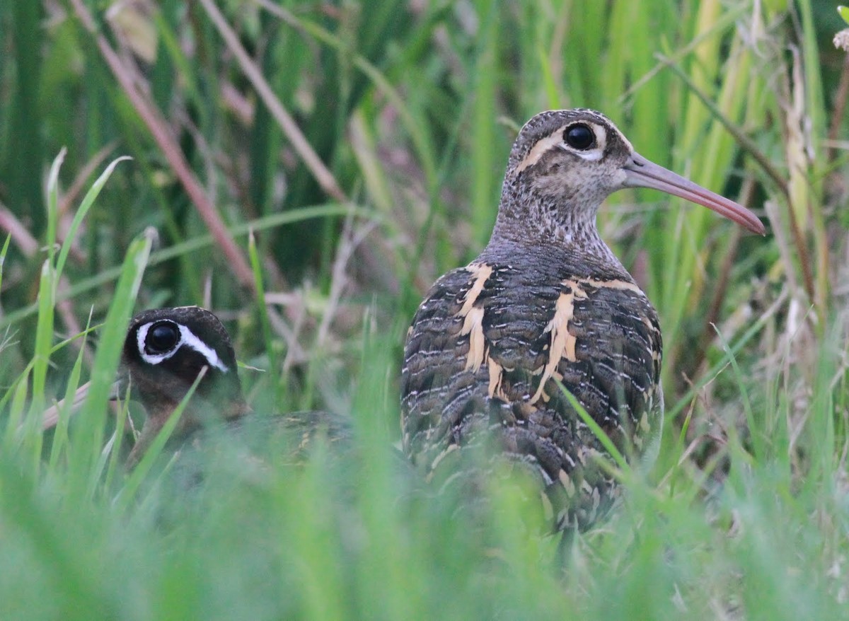 Greater Painted-Snipe - ML166228301