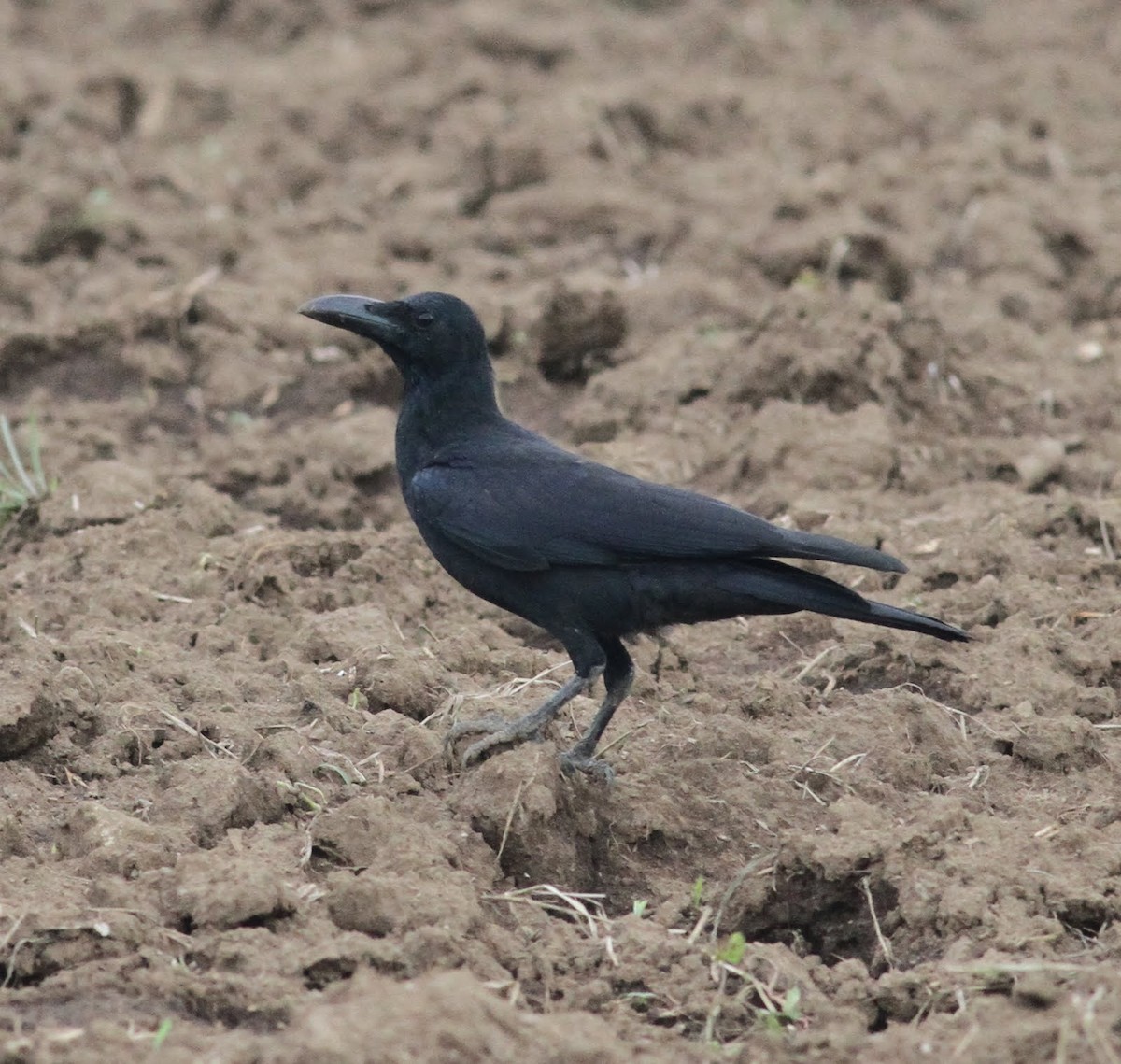 Large-billed Crow - ML166228351
