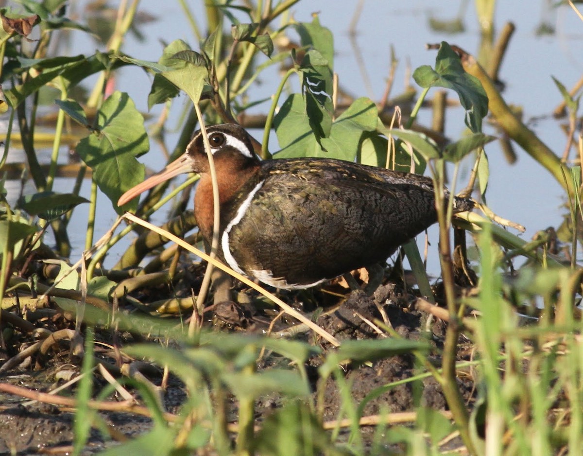 Greater Painted-Snipe - ML166228761