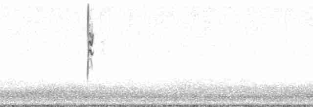 Bruant à couronne blanche - ML16623