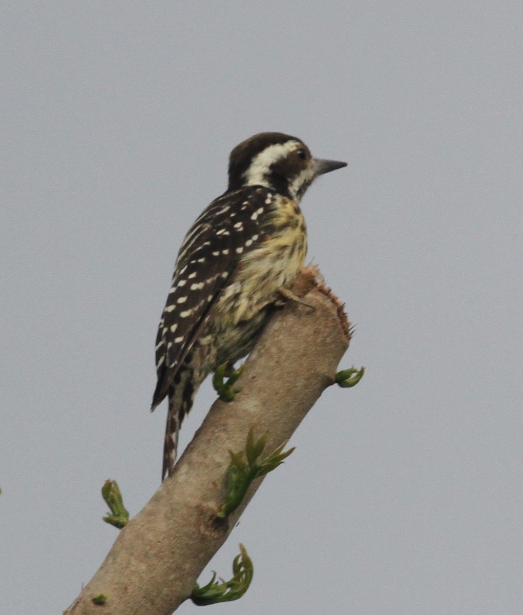 Philippine Pygmy Woodpecker - ML166230691