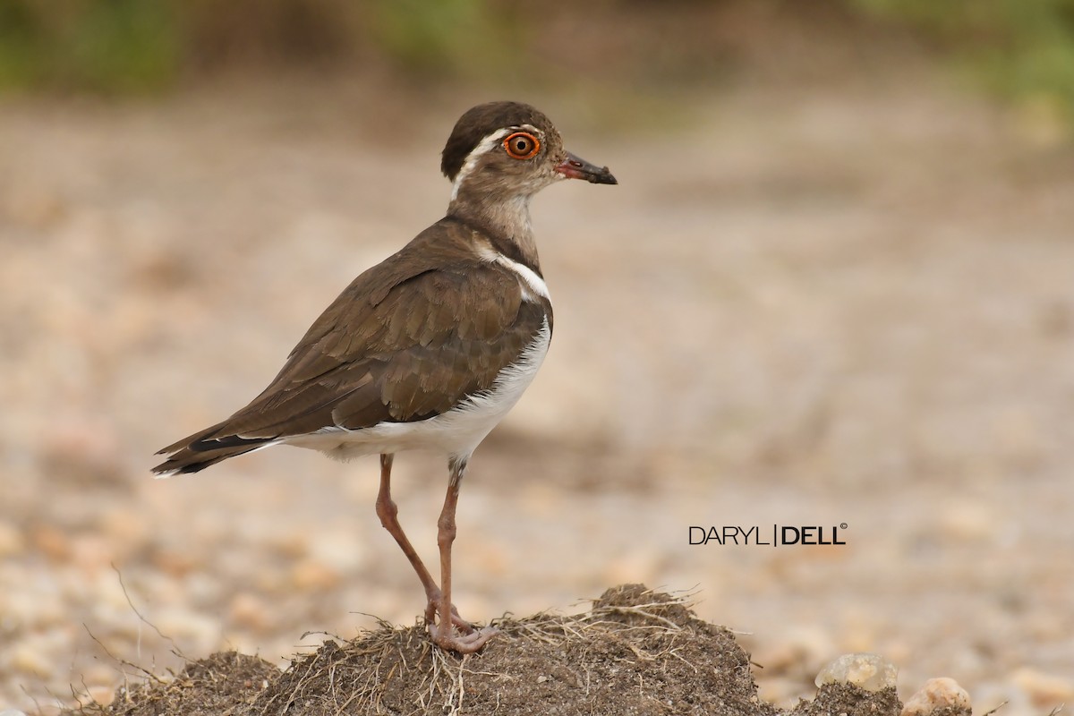 Forbes's Plover - Daryl Dell