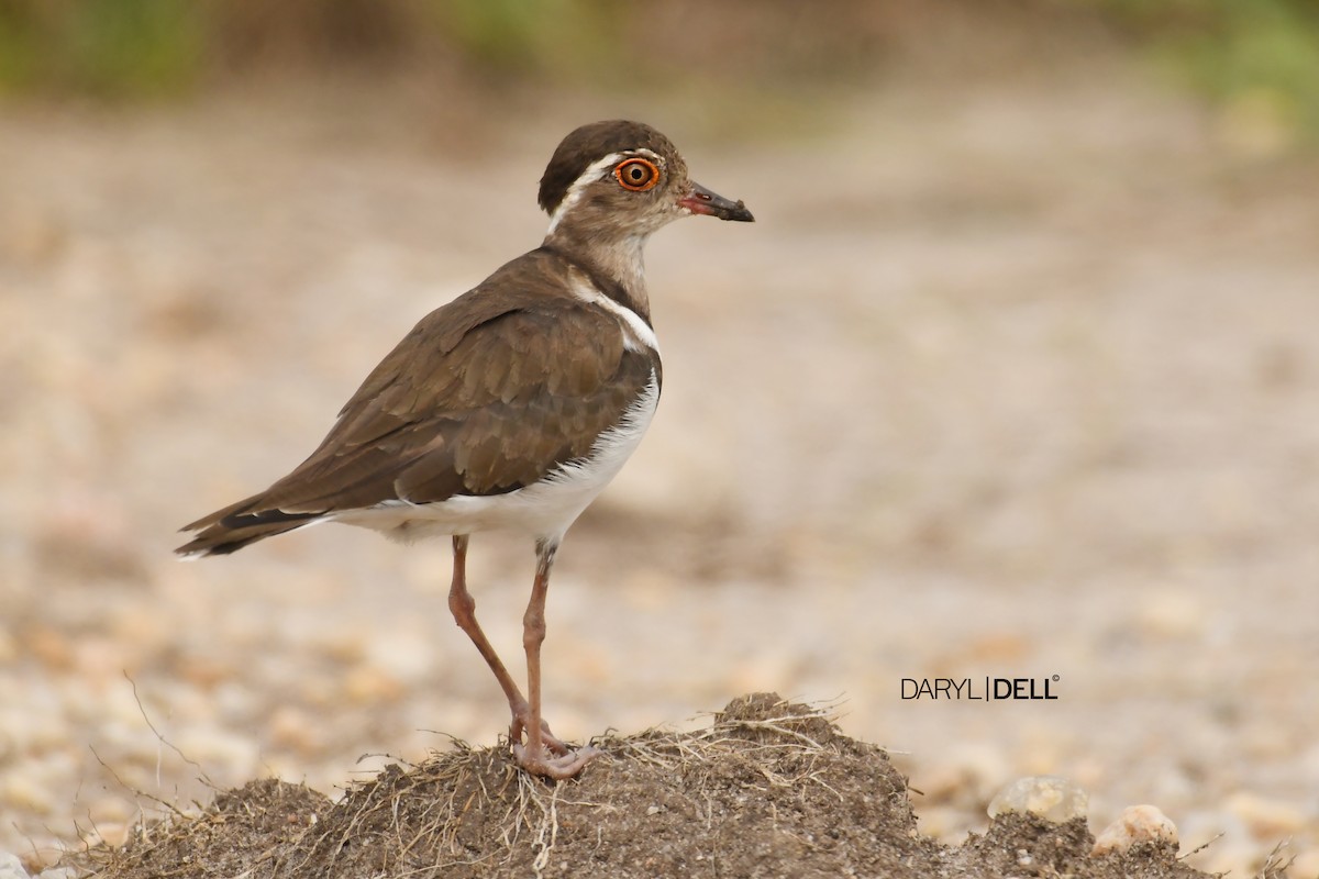 Forbes's Plover - ML166237551