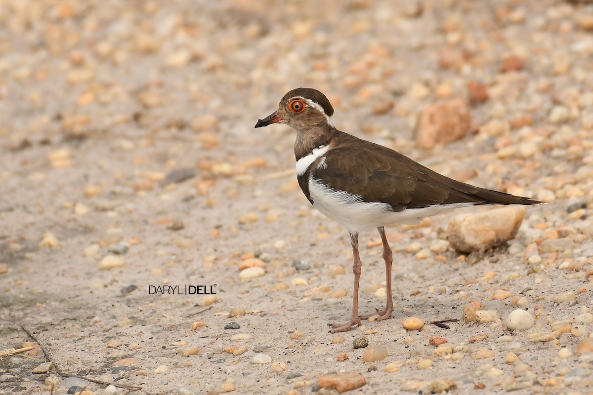 Forbes's Plover - ML166237731