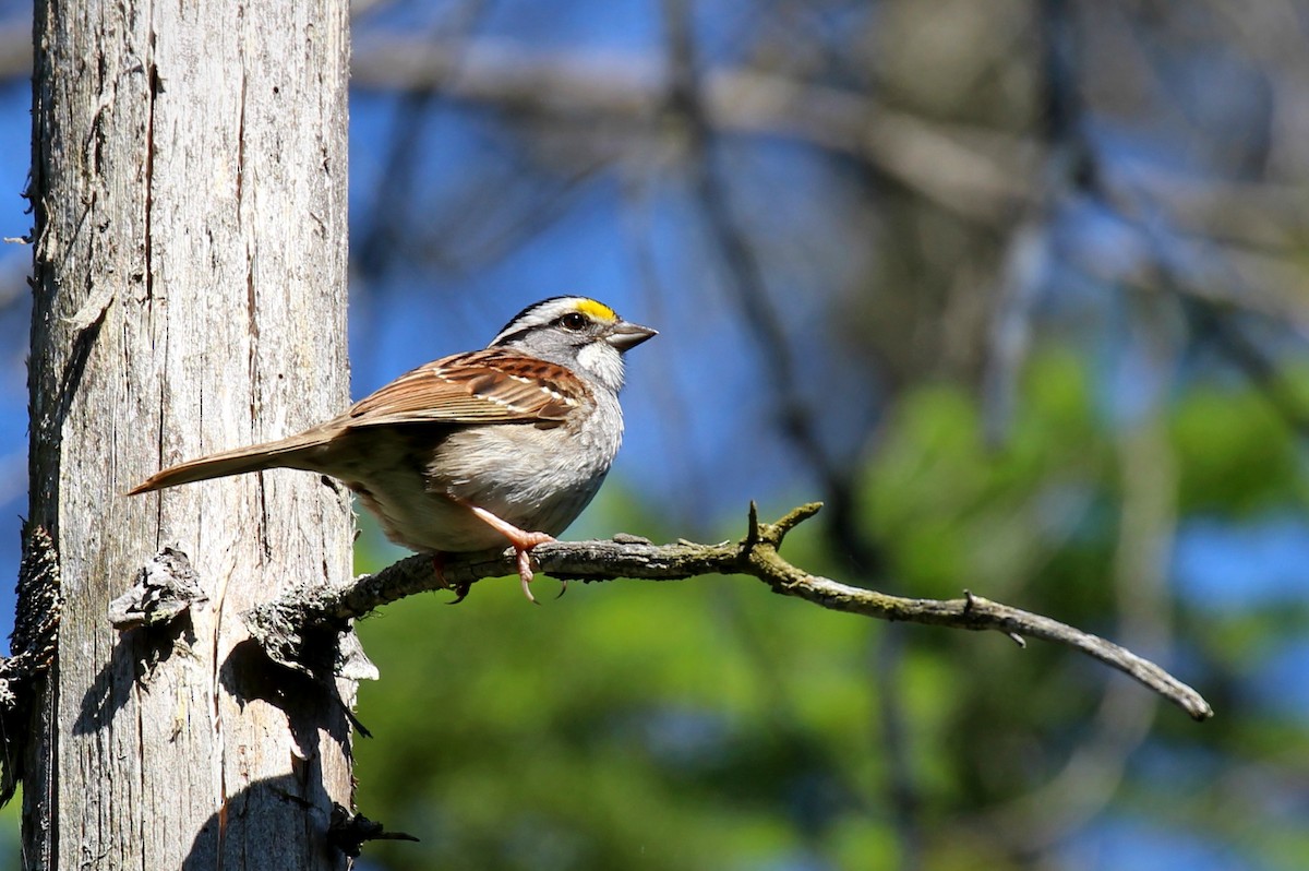 White-throated Sparrow - Estevão Freitas Santos
