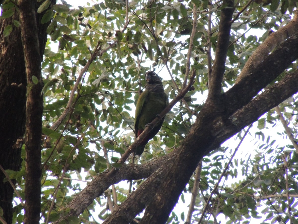 Scaly-headed Parrot - ML166250901