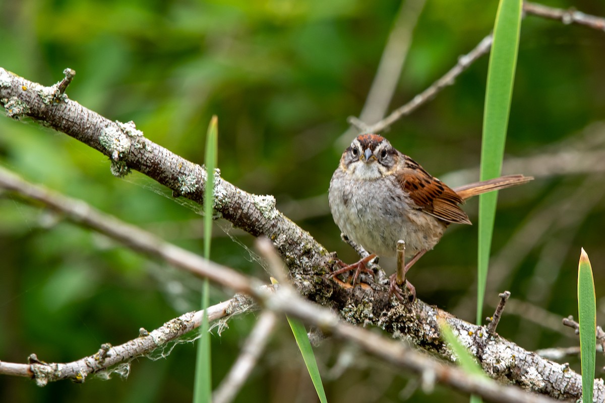 Swamp Sparrow - ML166253691