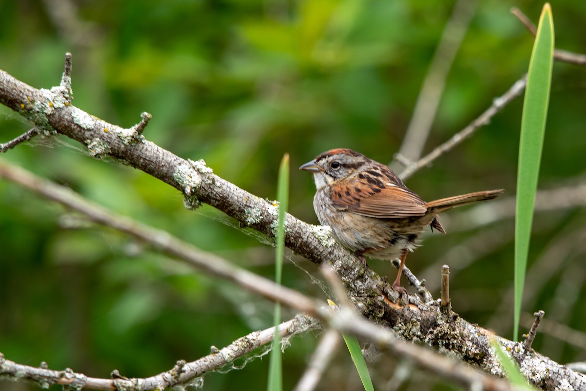 Swamp Sparrow - ML166253701