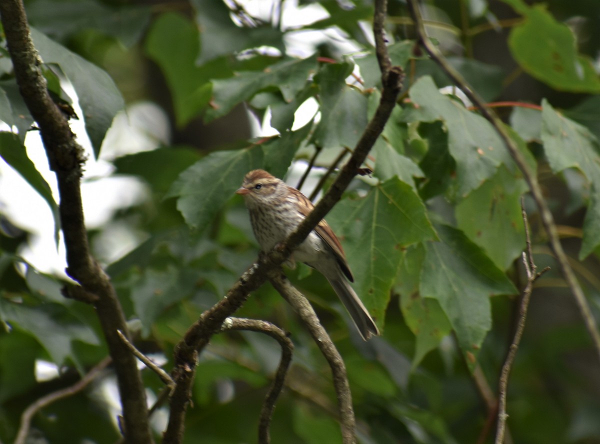 Chipping Sparrow - ML166256361