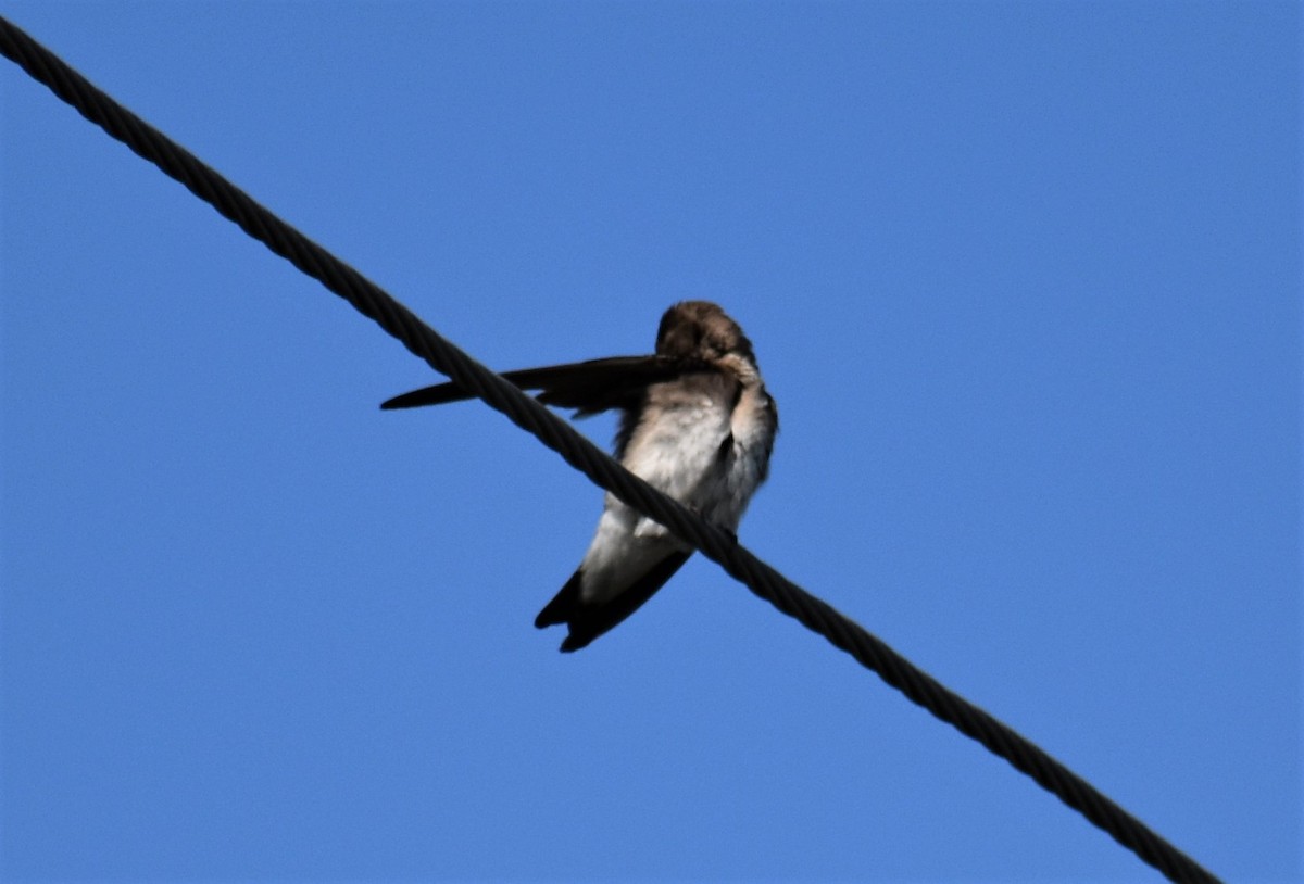 Northern Rough-winged Swallow - ML166257041