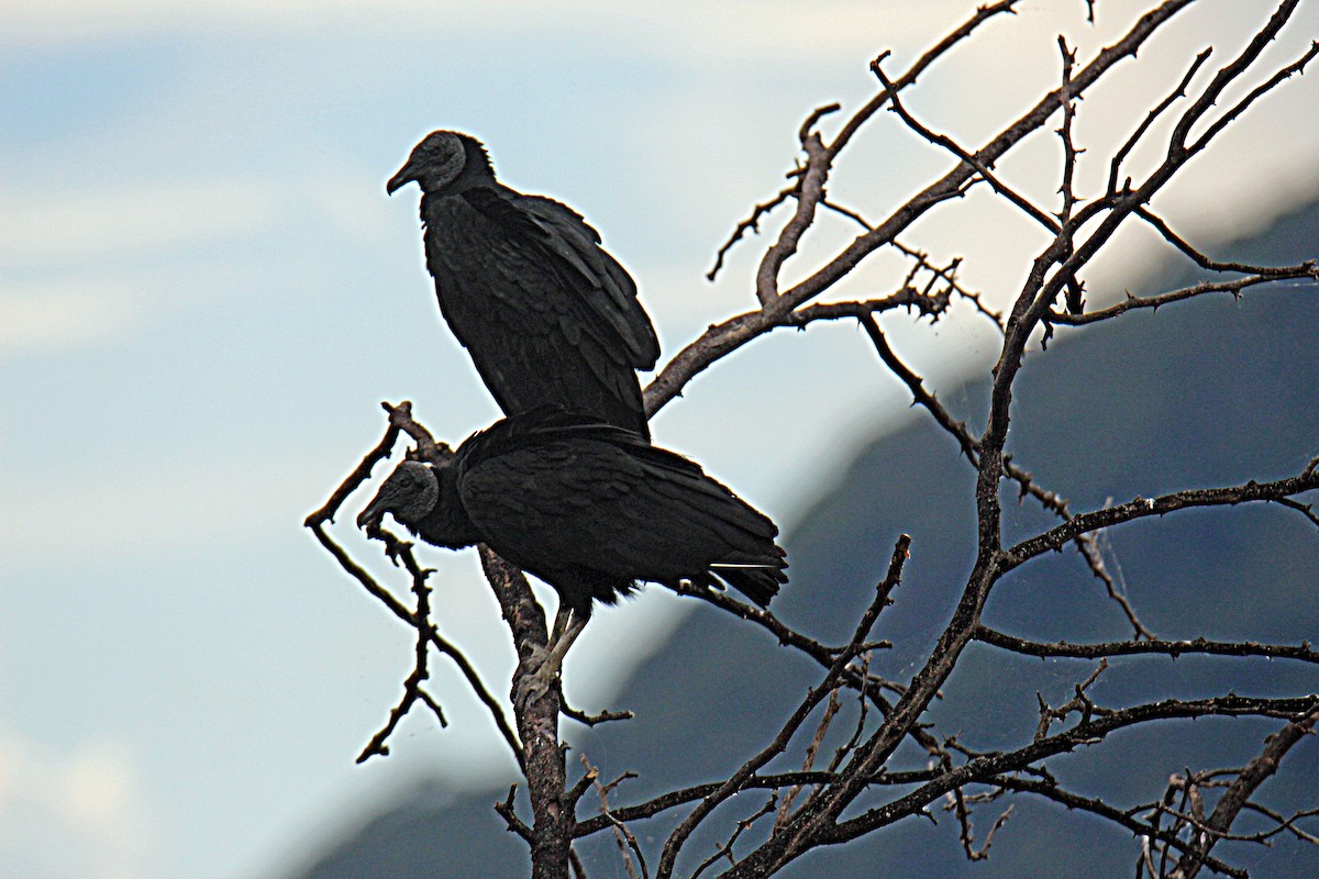 Black Vulture - Charlie Doggett