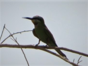Blue-cheeked Bee-eater - ML166260931