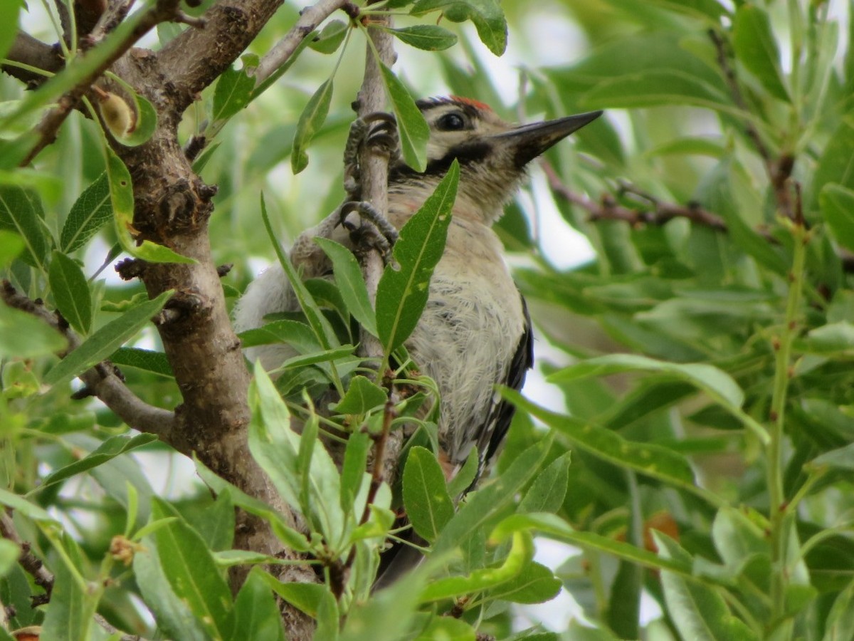 Syrian Woodpecker - ML166267611