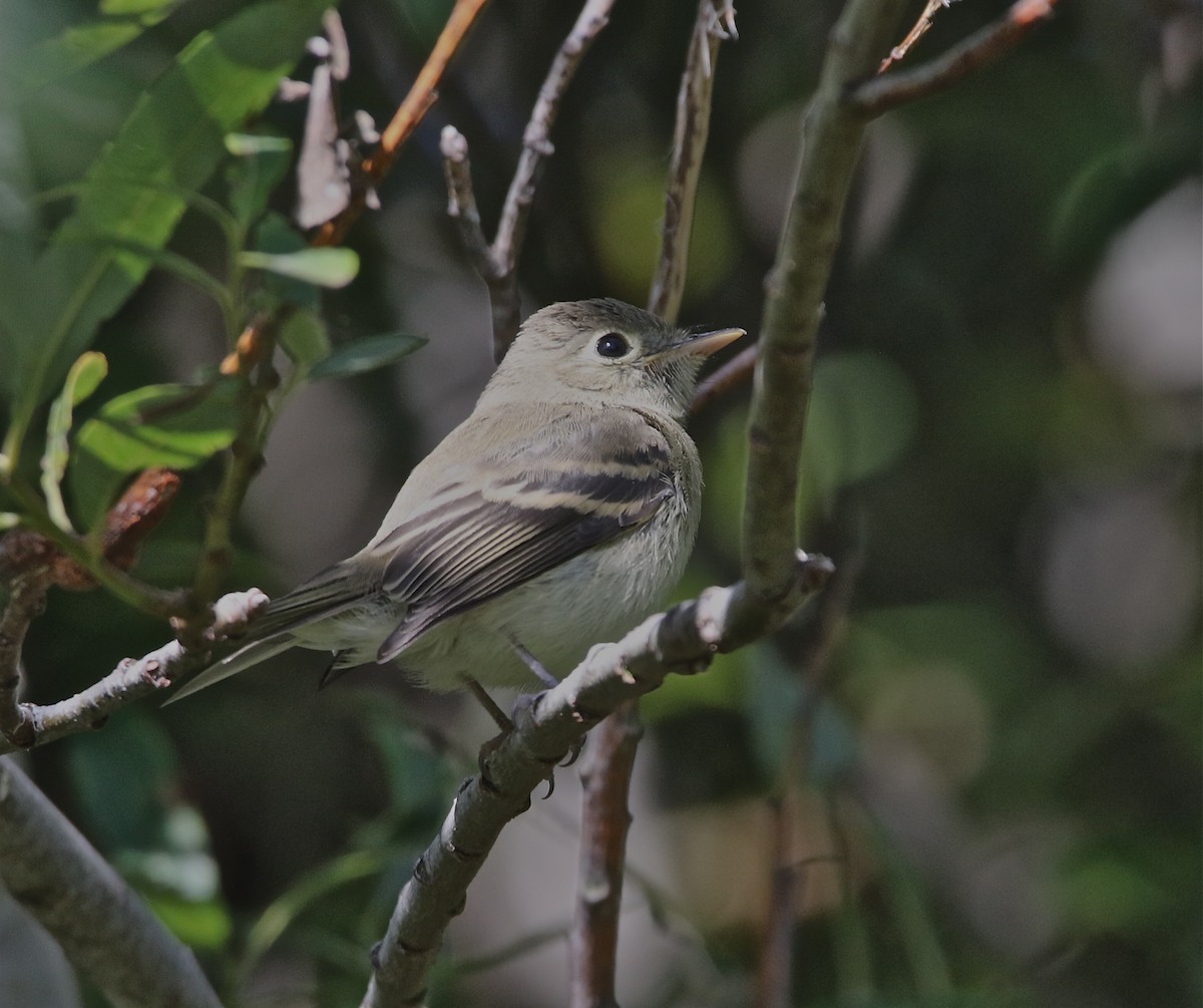 Western Flycatcher (Pacific-slope) - Pair of Wing-Nuts