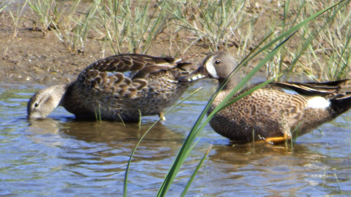 Blue-winged Teal - ML166268591