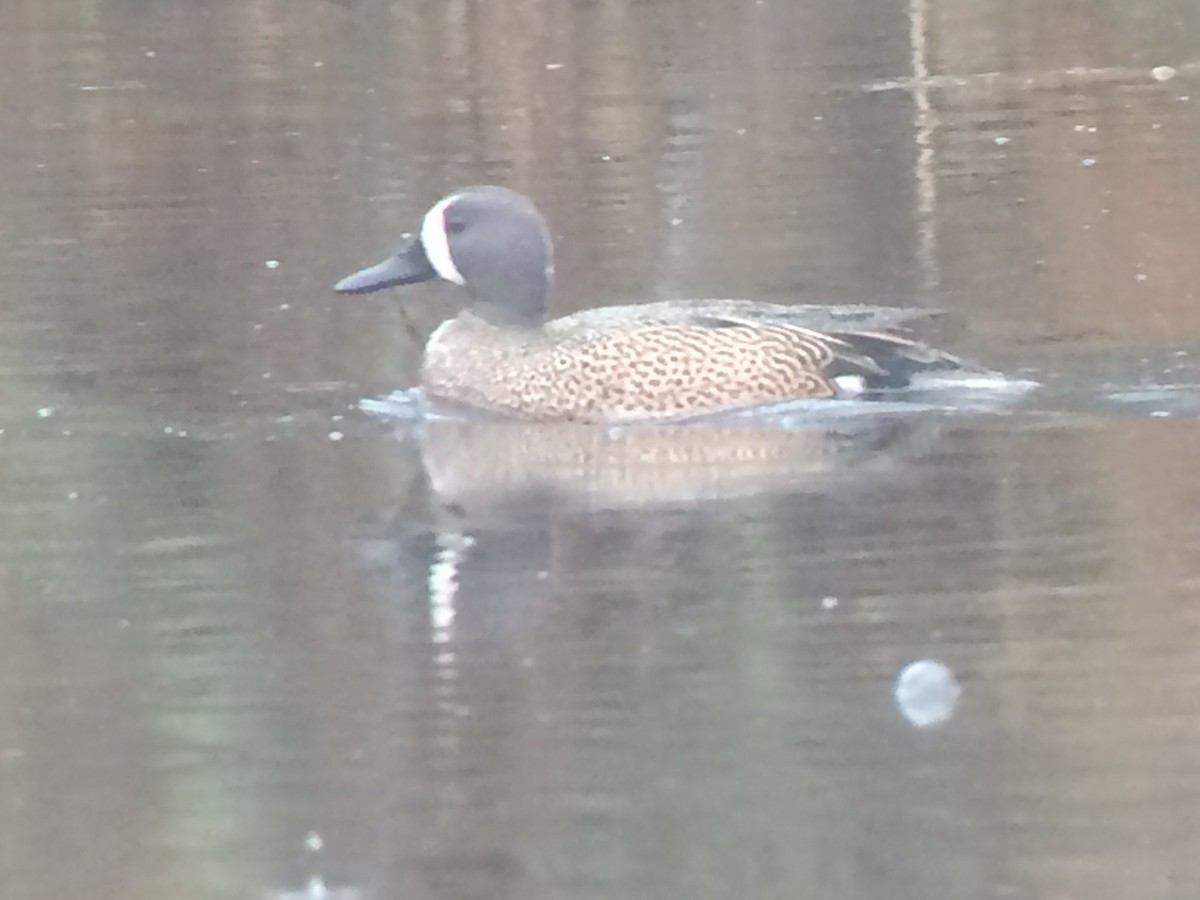 Blue-winged Teal - ML166269331