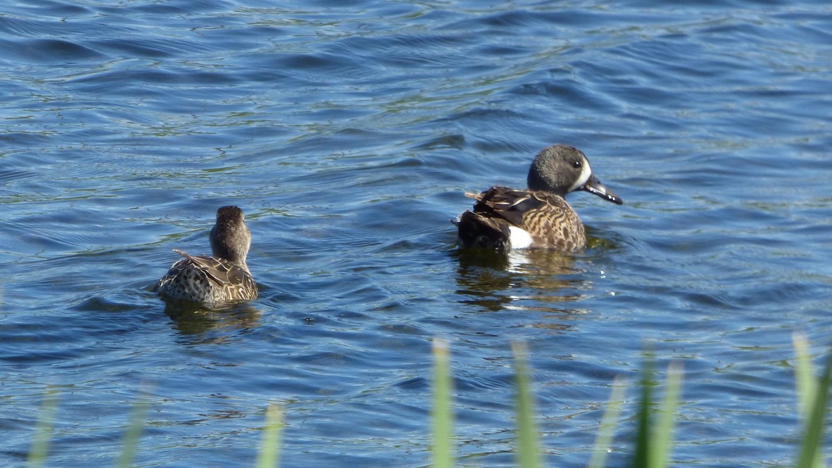 Blue-winged Teal - ML166269541