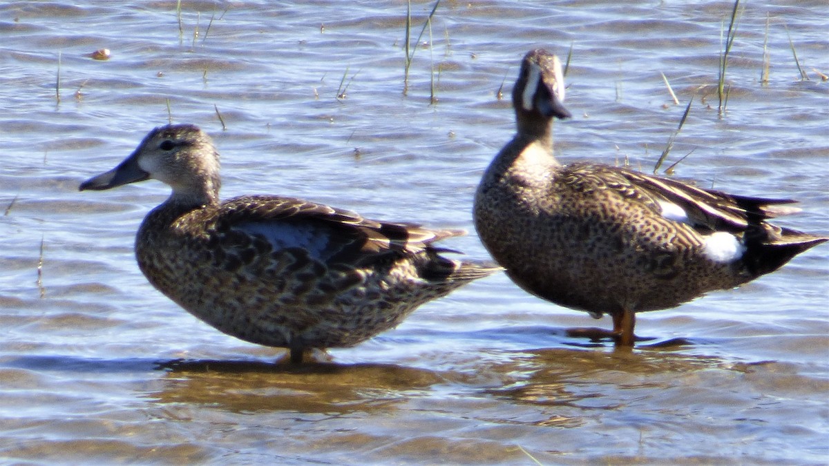Blue-winged Teal - ML166269581