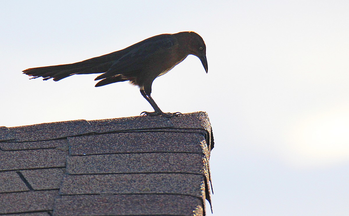 Great-tailed Grackle - Charlie Doggett