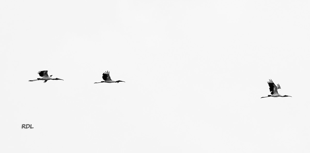 Wood Stork - Raul Delgado