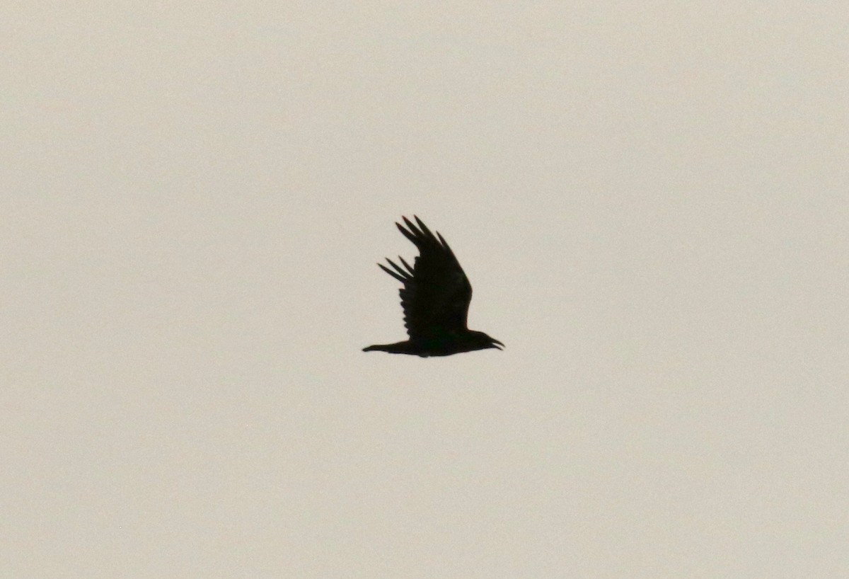 Common Raven - Alexander Sapiens