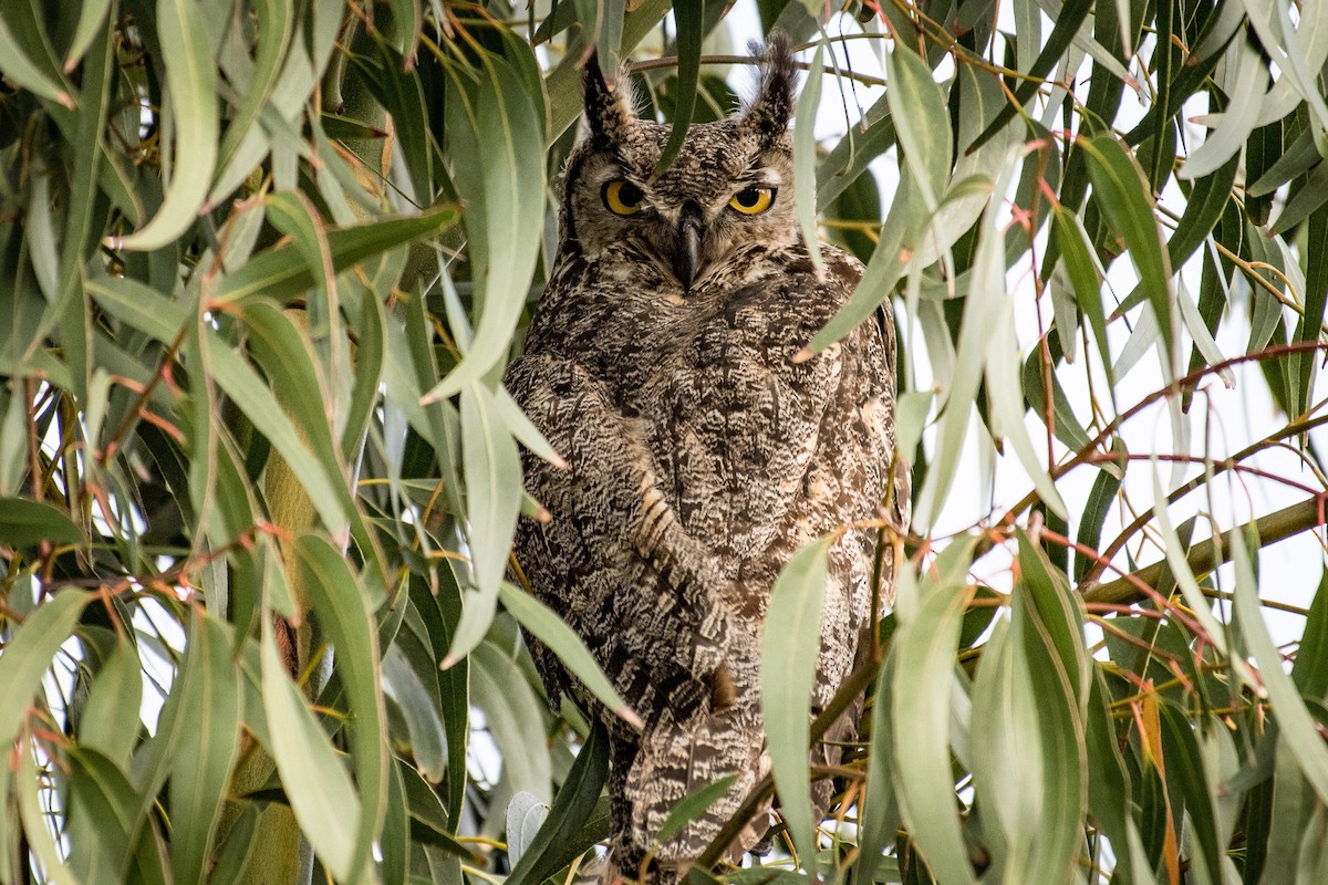 Great Horned Owl - Susan Teefy
