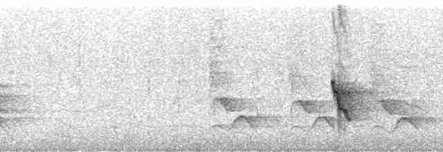 Мышиная нектарница - ML1663