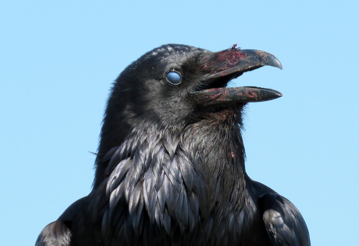 Common Raven - Michael Willison