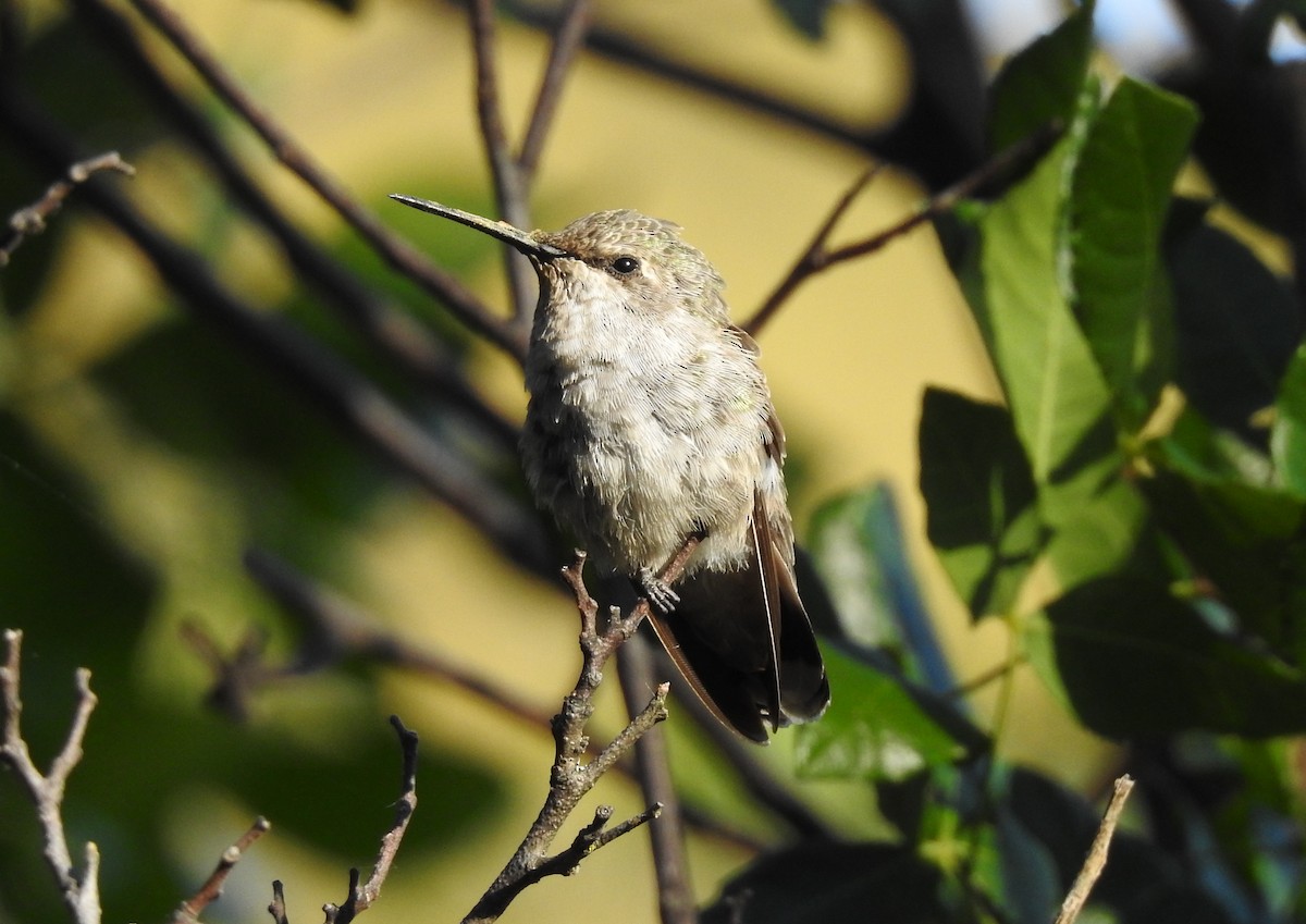 Anna's Hummingbird - ML166302991
