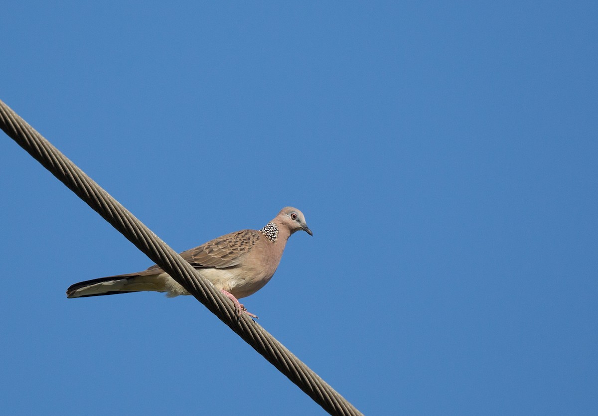 Spotted Dove - ML166304041