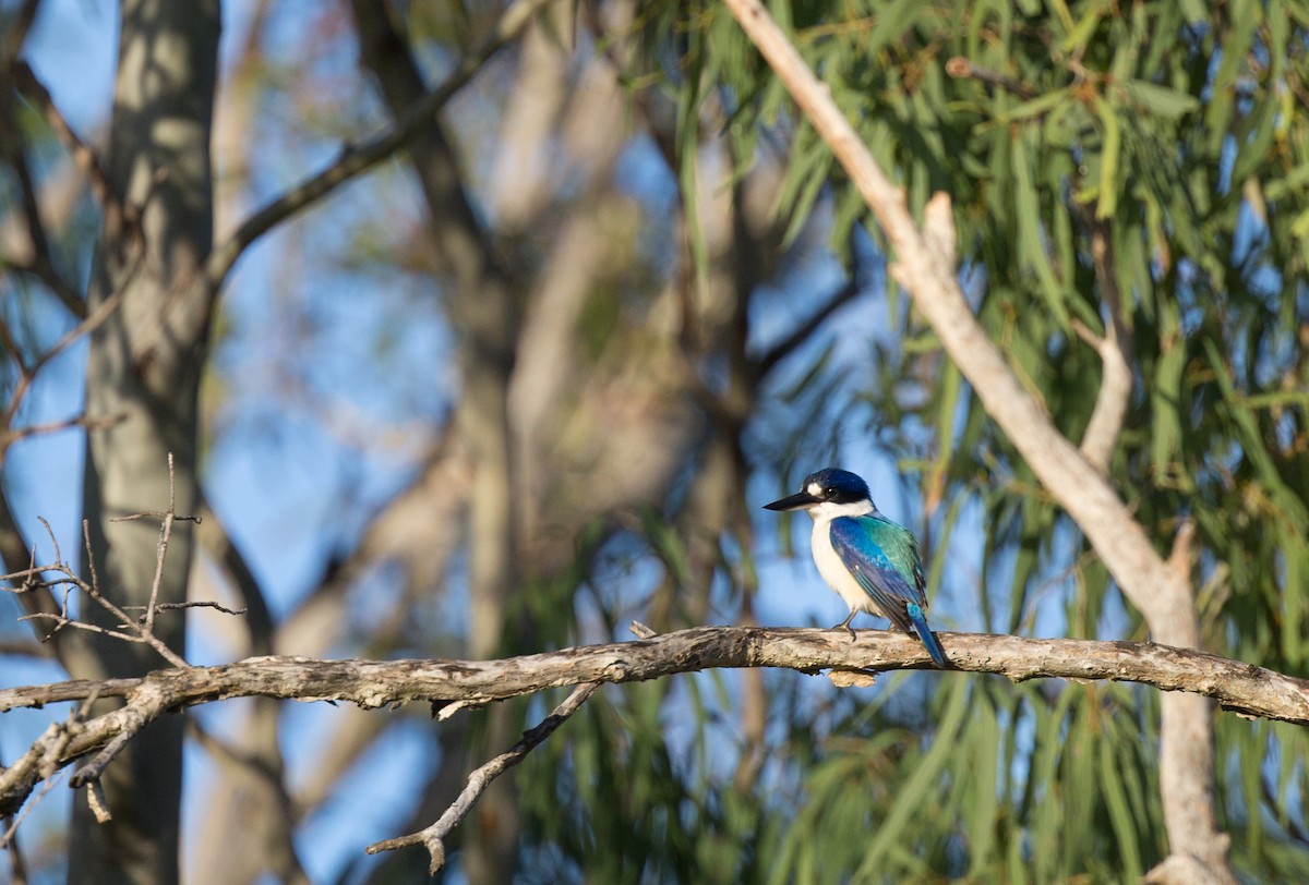 Forest Kingfisher - ML166304191