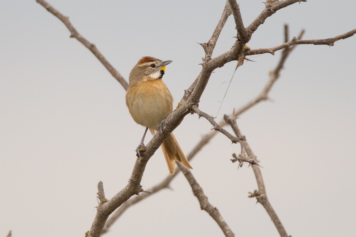 Chotoy Spinetail - ML166311521