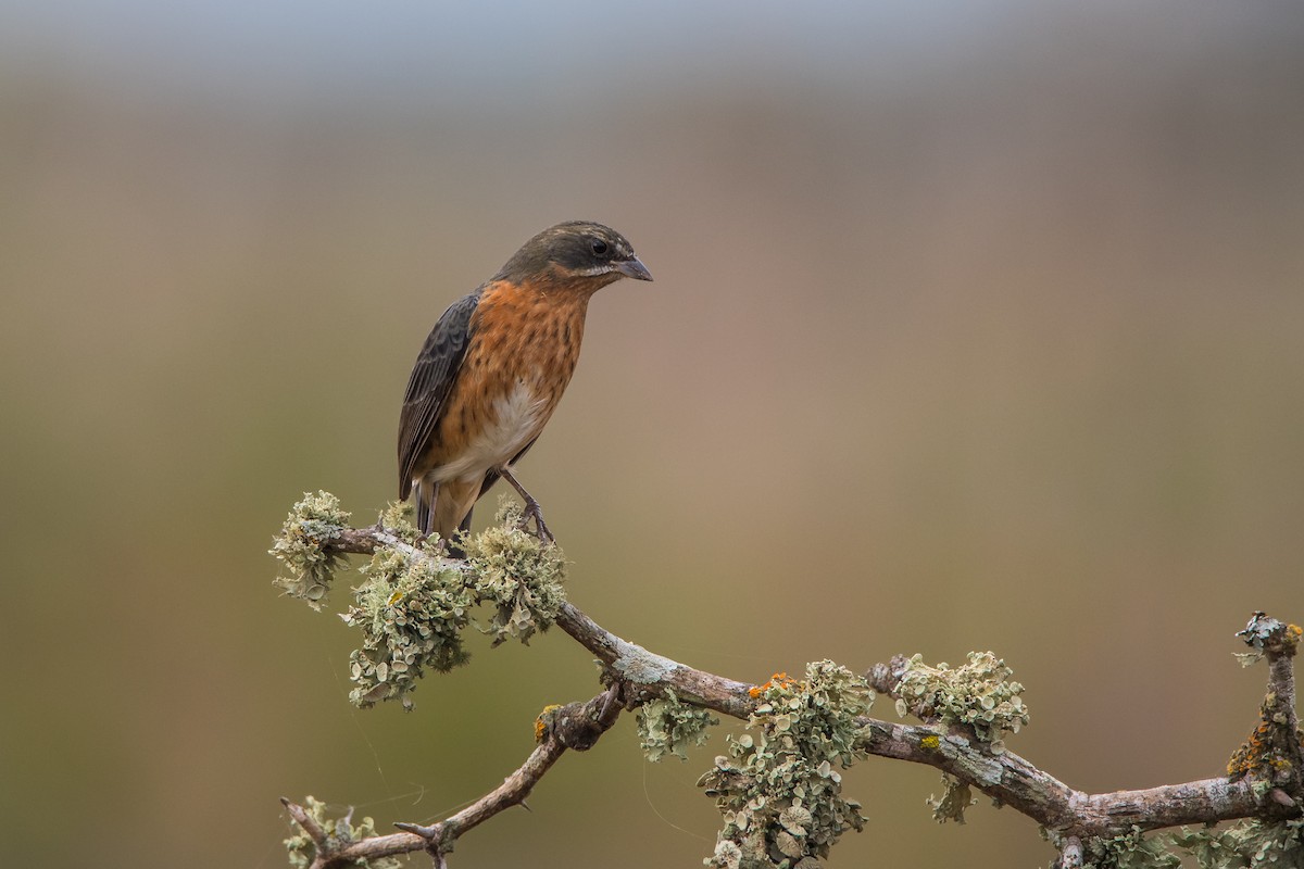 Black-and-rufous Warbling Finch - Pablo Re