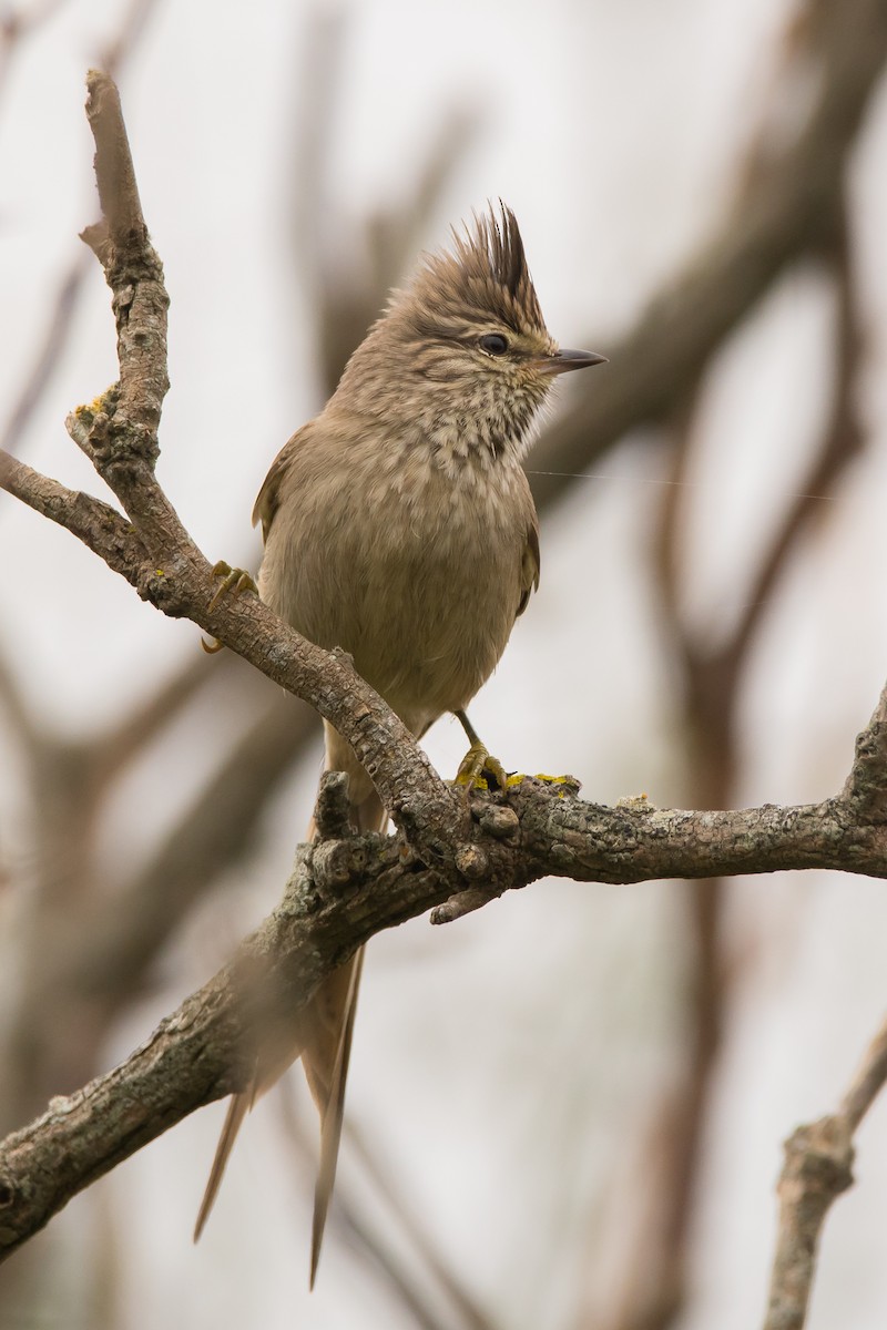 Tufted Tit-Spinetail - ML166312241