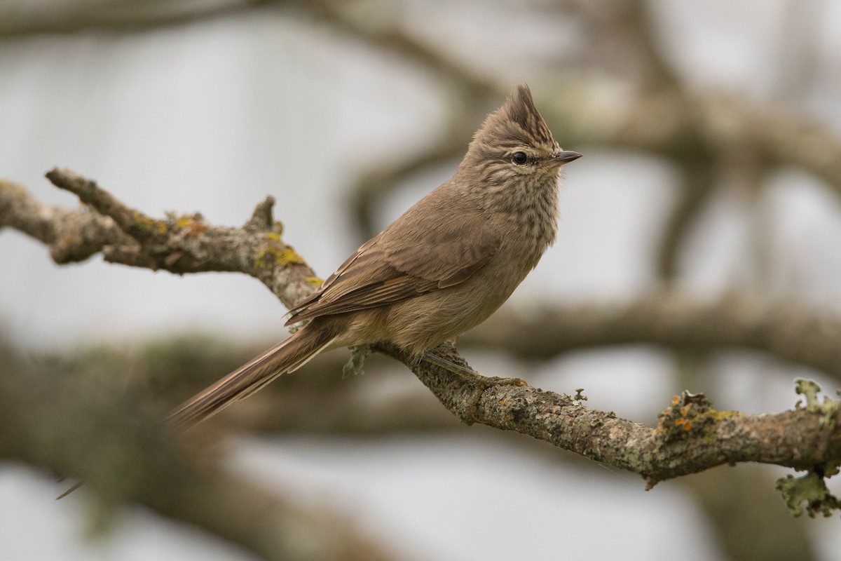 Tufted Tit-Spinetail - Pablo Re
