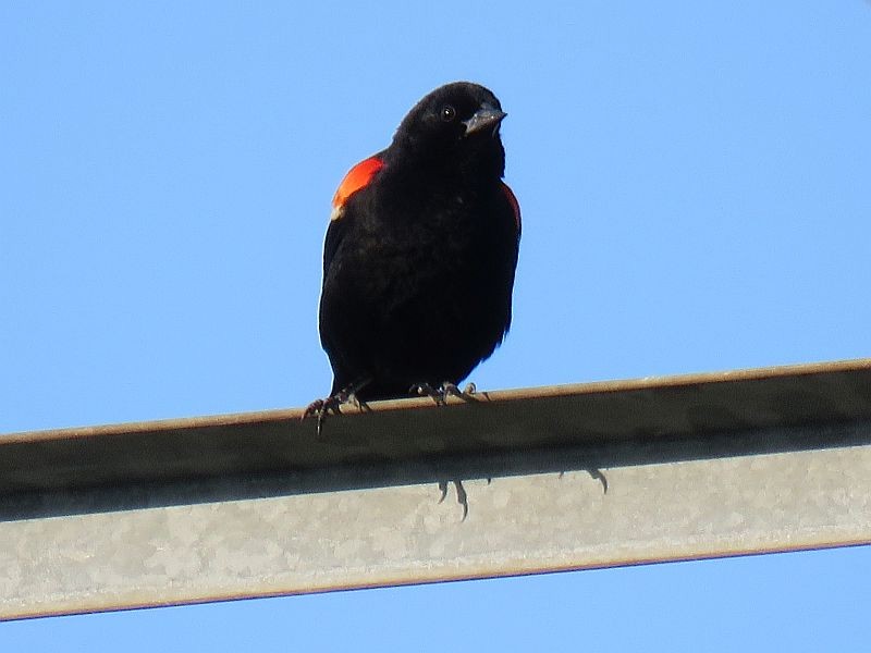 Red-winged Blackbird - ML166313581