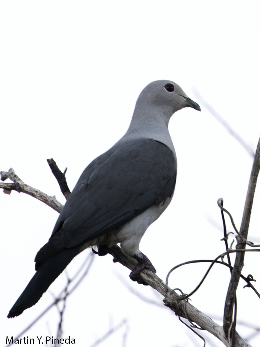 Gray Imperial-Pigeon - ML166313861