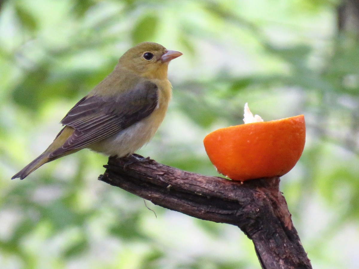 Scarlet Tanager - ML166314831