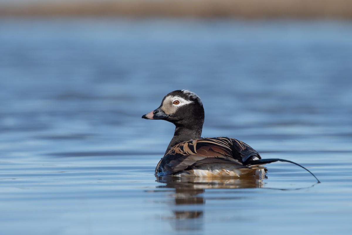 Long-tailed Duck - Tyler Ficker
