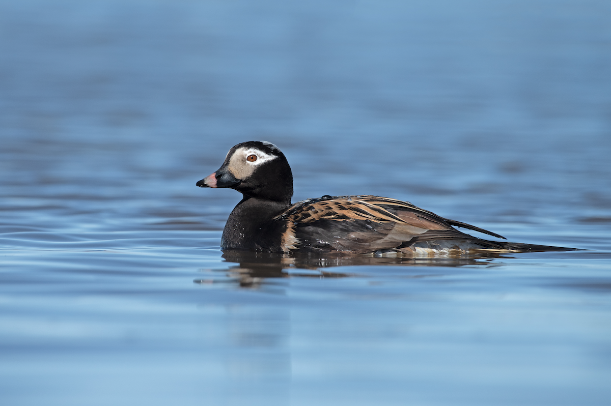 Long-tailed Duck - ML166316321
