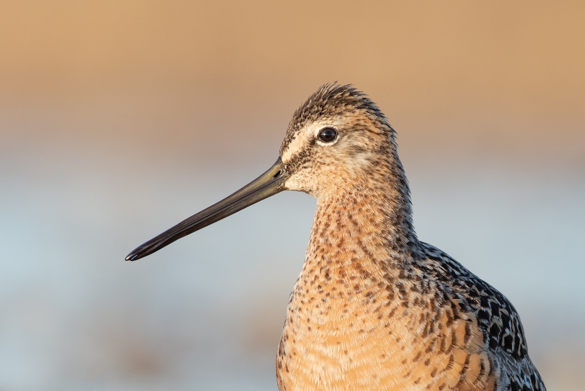 Long-billed Dowitcher - ML166316561