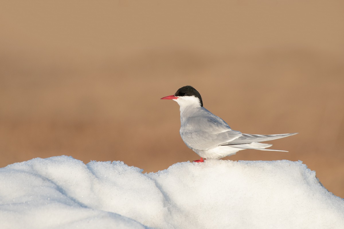 Arctic Tern - Tyler Ficker