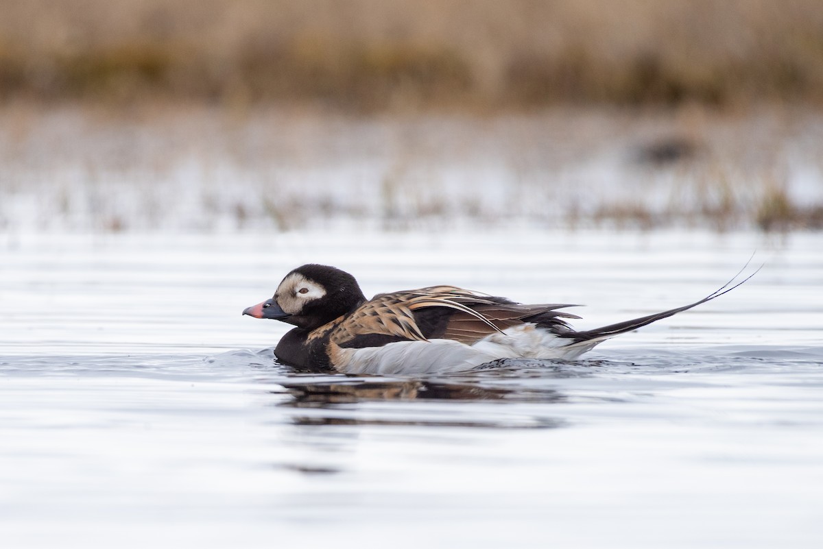 Long-tailed Duck - ML166317131