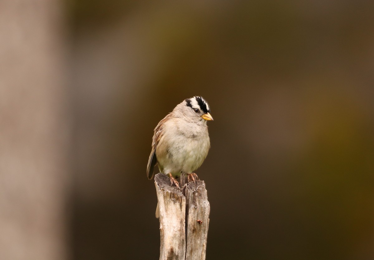 White-crowned Sparrow - ML166317311