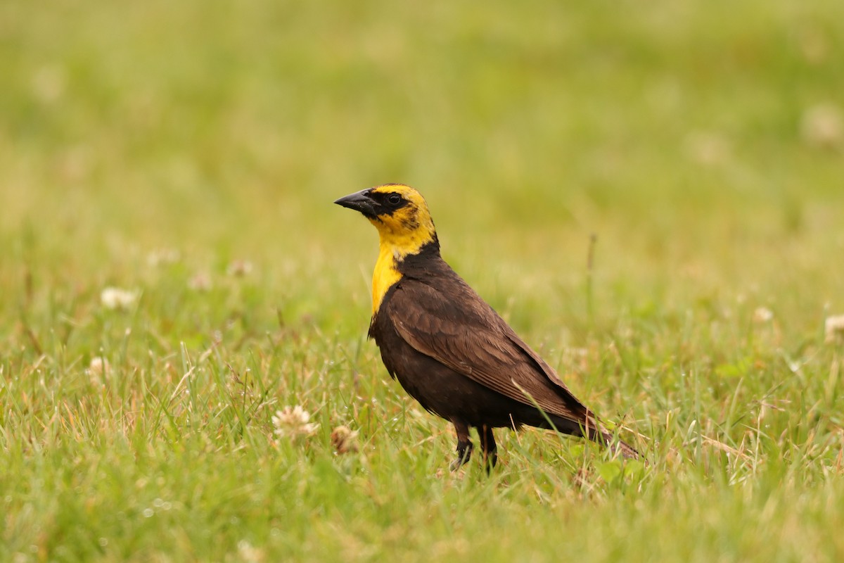 Yellow-headed Blackbird - ML166317701