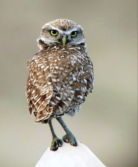 Burrowing Owl - ML166325181