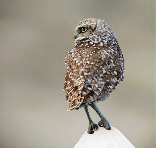Burrowing Owl - ML166325211