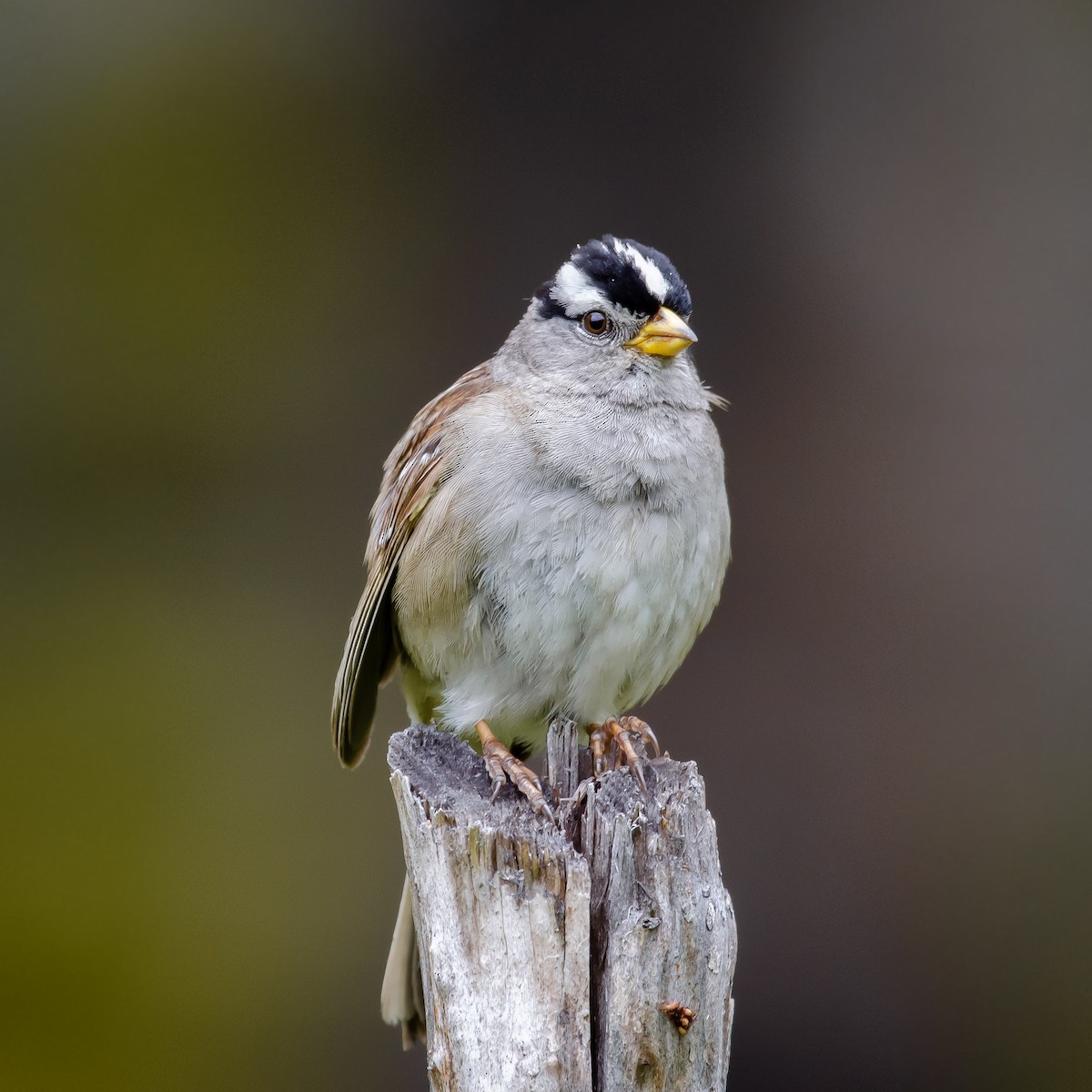 White-crowned Sparrow - ML166325261