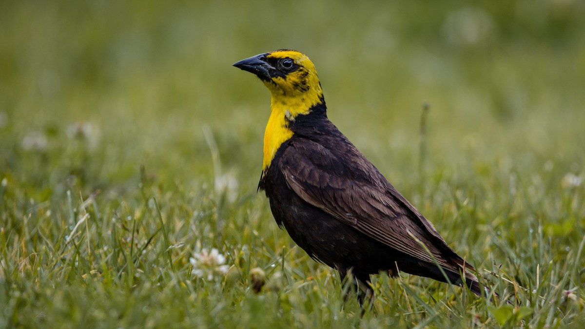 Yellow-headed Blackbird - Mason Maron
