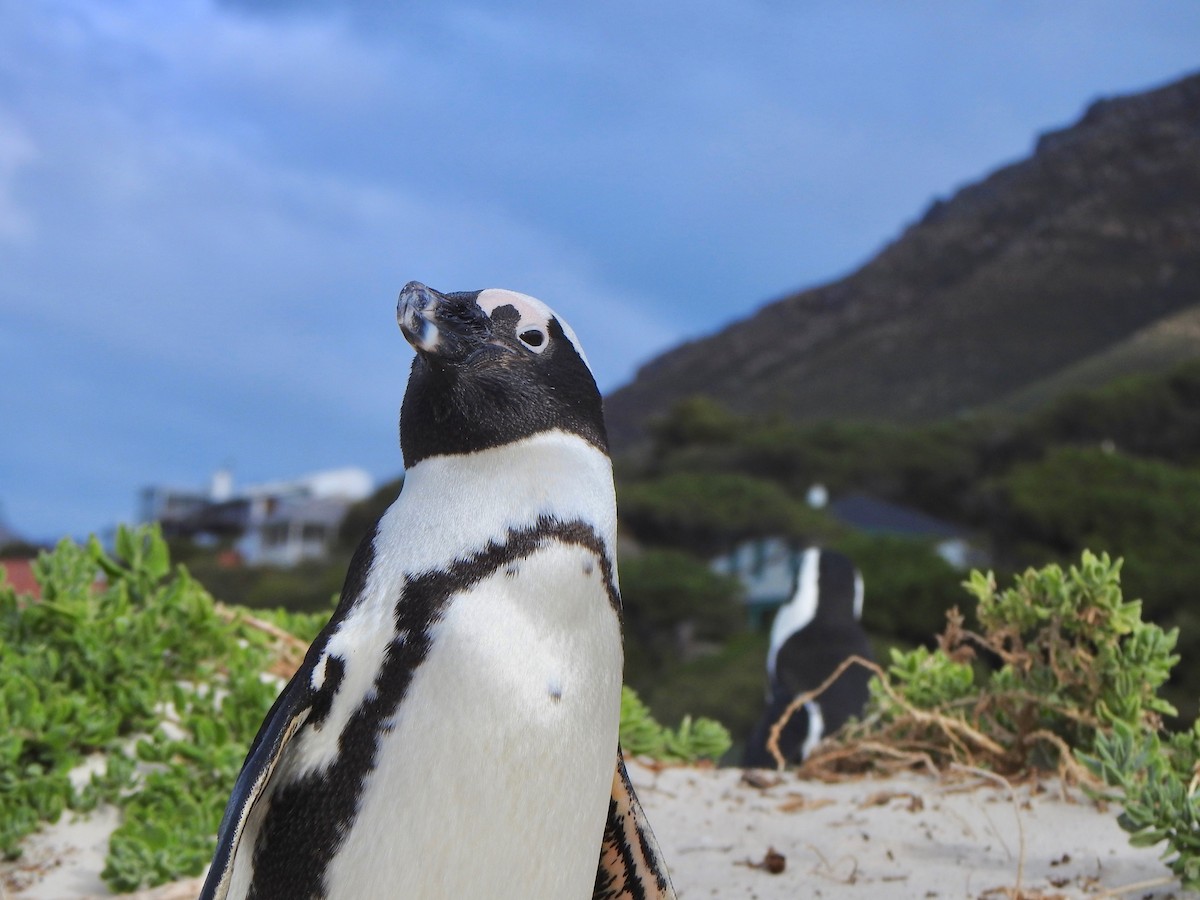 Pingüino de El Cabo - ML166326131